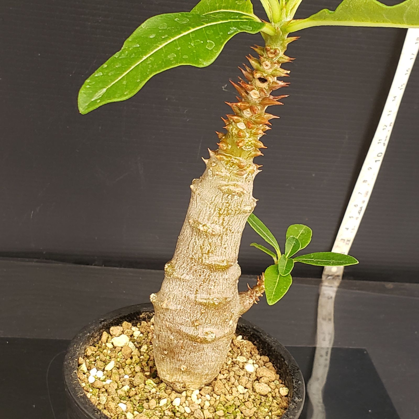 W130【自社養生株】パキポディウム ウィンゾリー（発根株・鉢植え