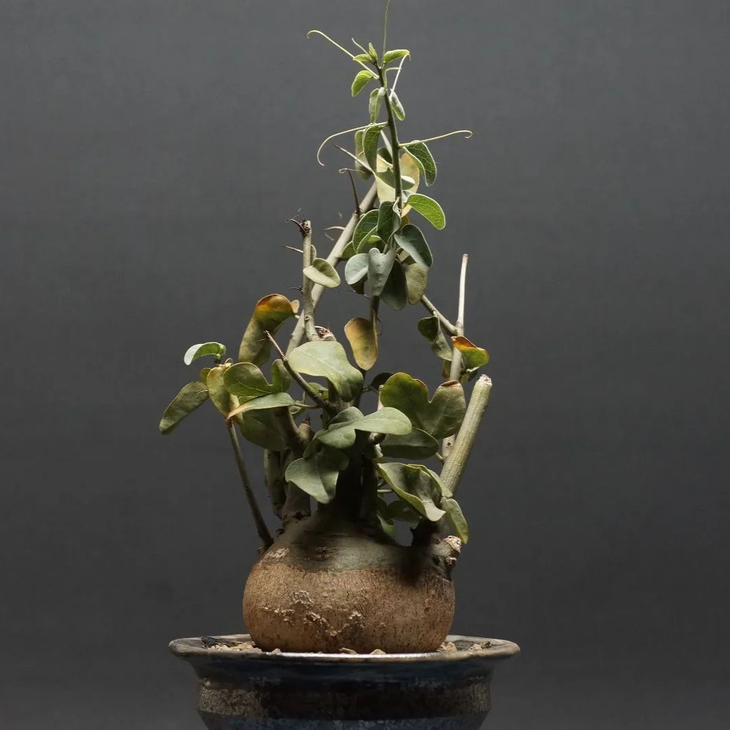 Adenia spinosa