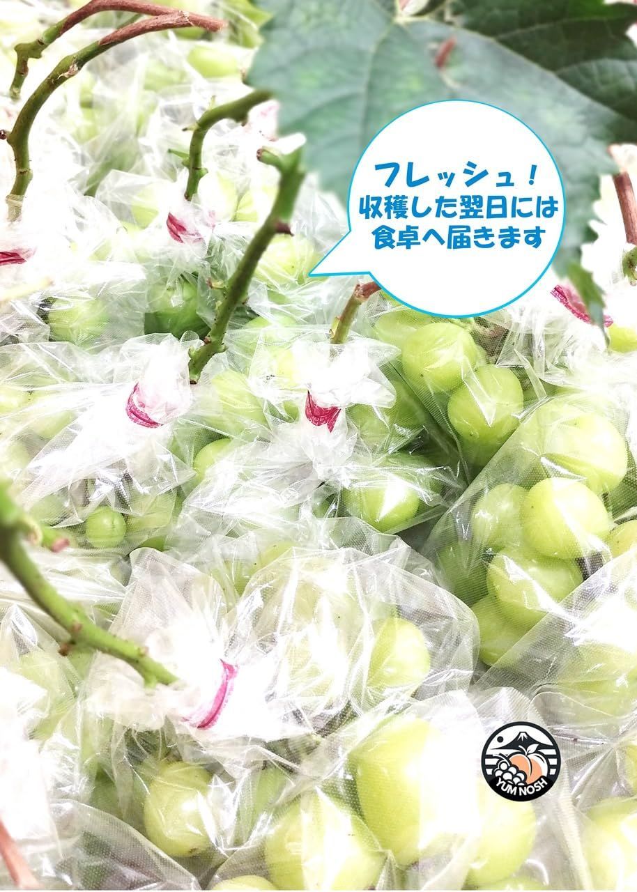 NOSH 1.5kg