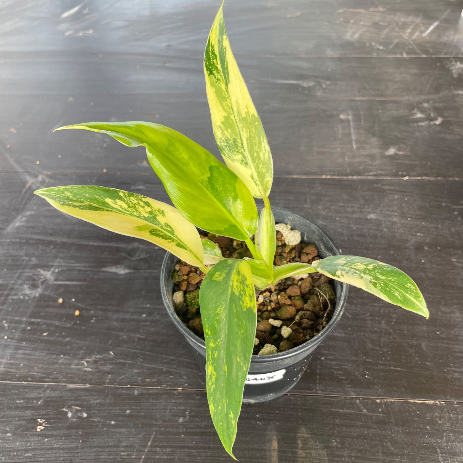 フィロデンドロン・ドミスティカム斑入り 園芸ネット本店｜フィロデンドロン：ドメスティカム（斑入り） 4号25