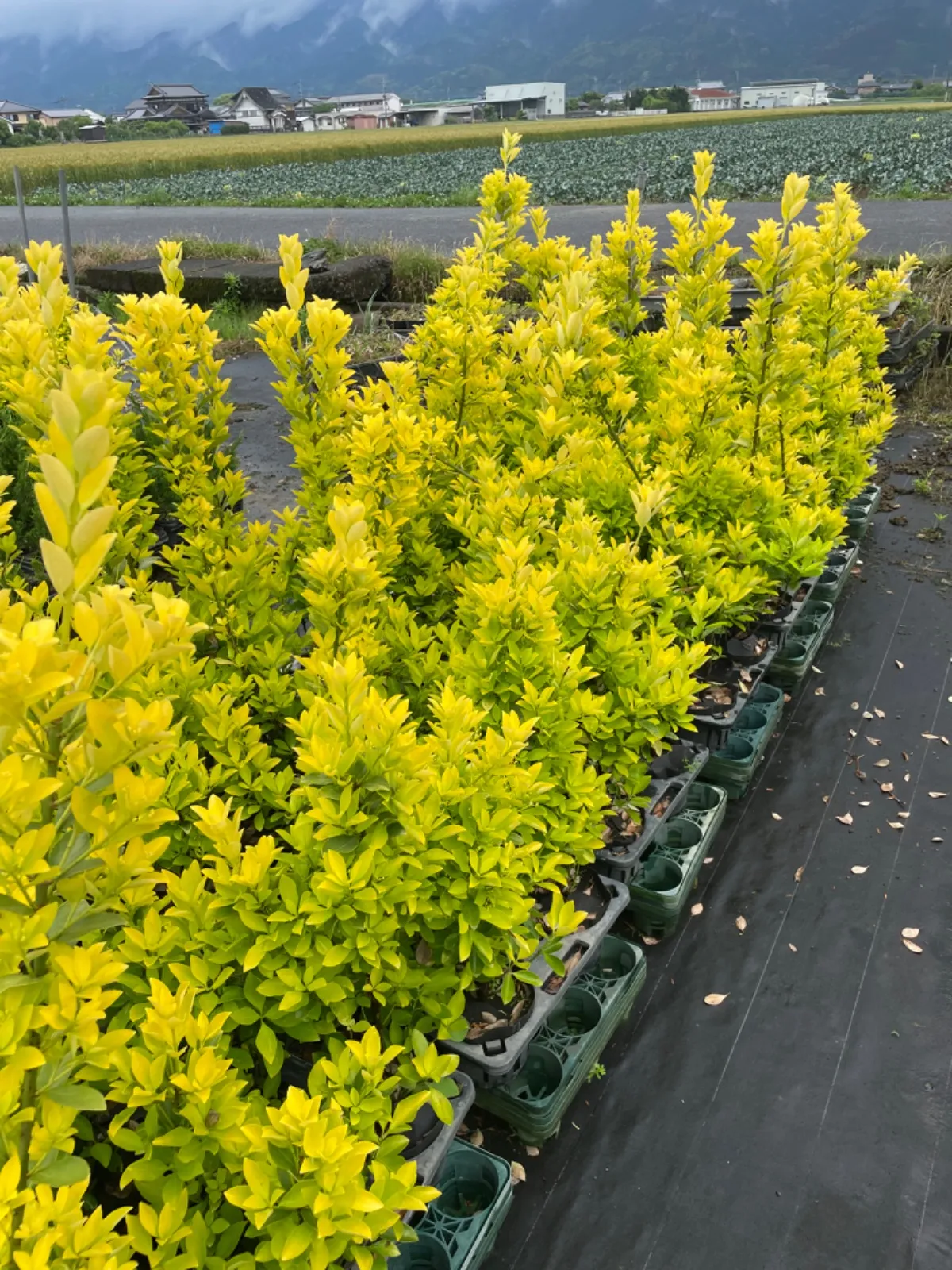 2025年最新】黄金マサキの人気アイテム - メルカリ