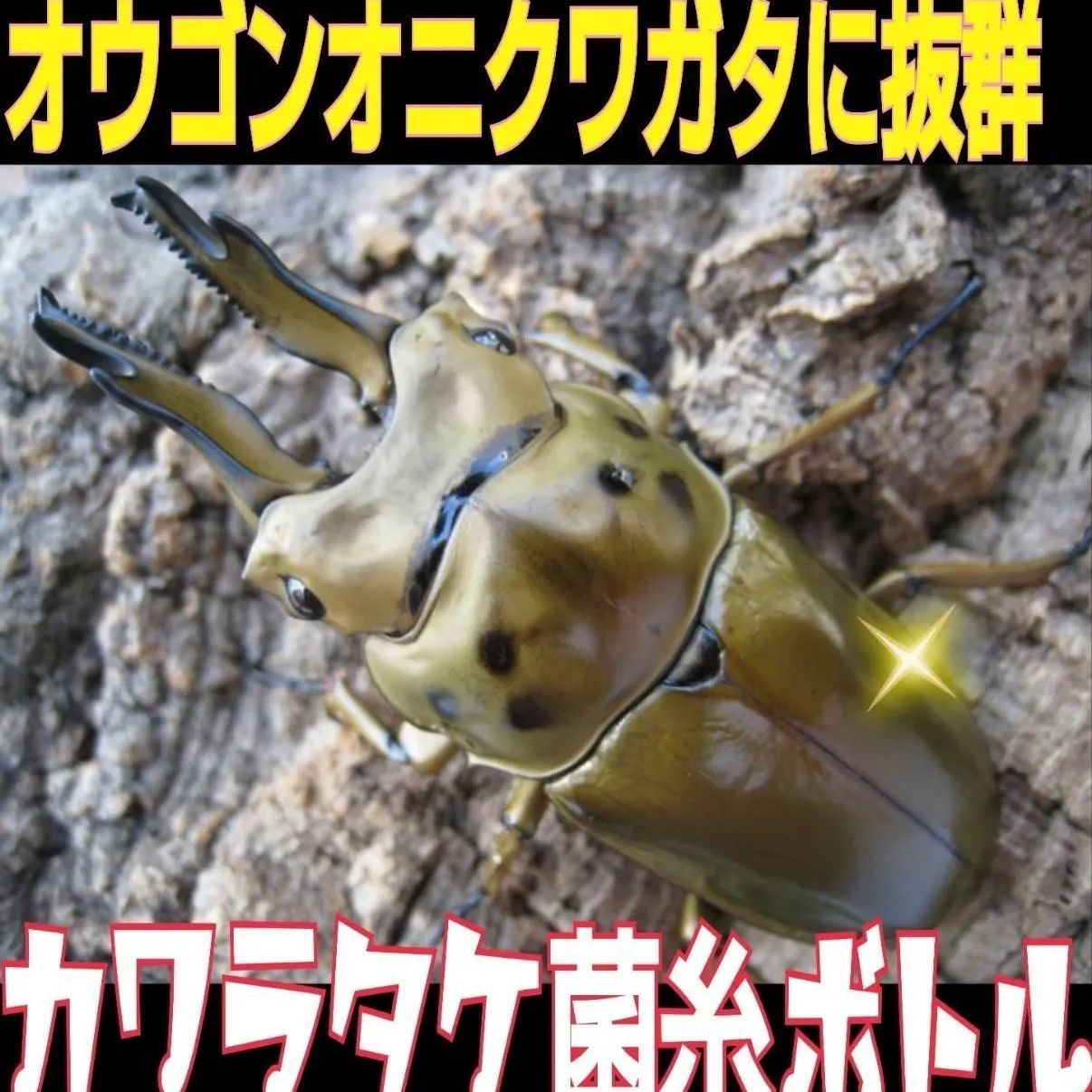 極上！カワラ菌糸瓶【10本】トレハロース、キトサン、グルテン強化配合