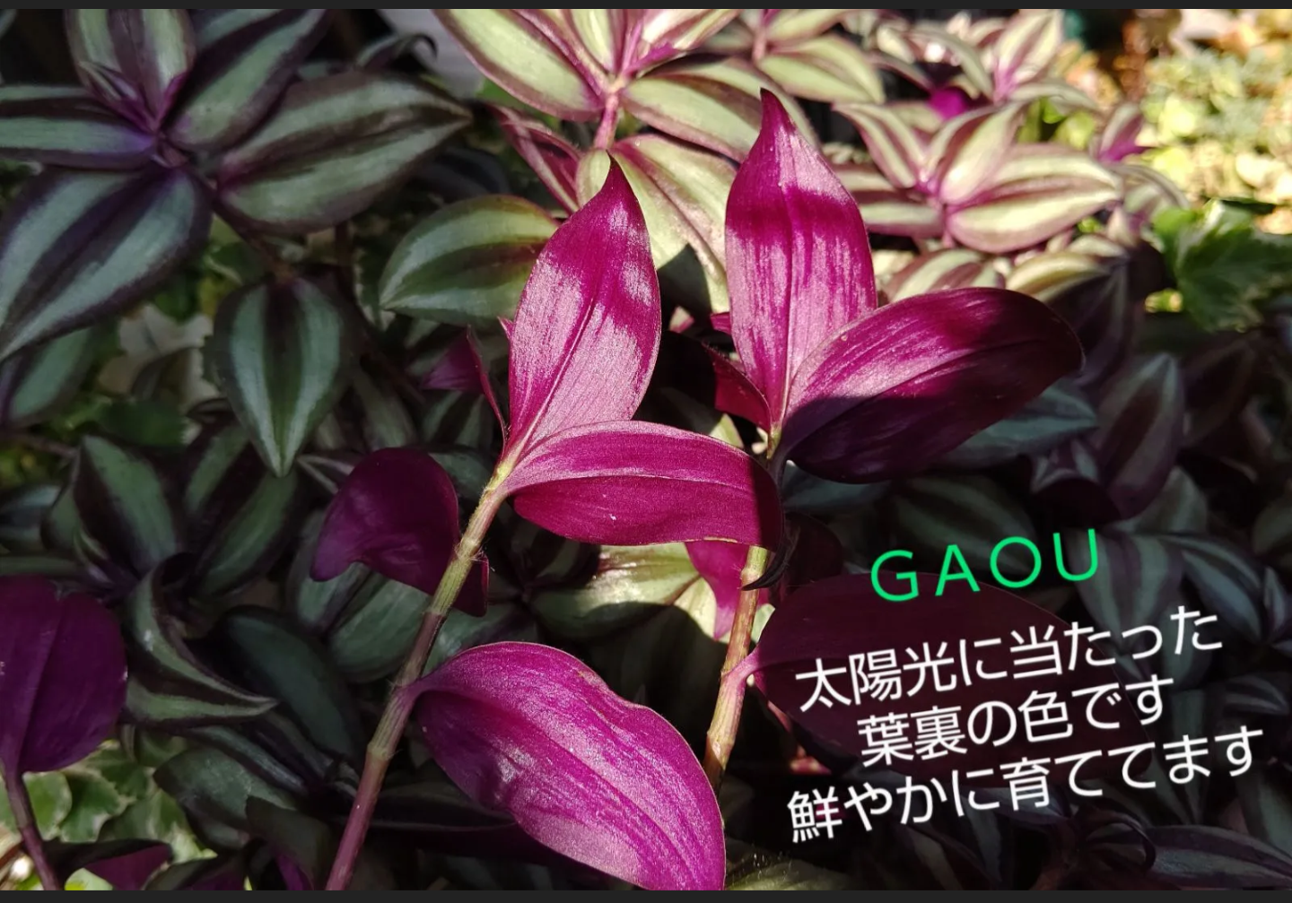 メルカリshops トラディスカンティア セブリナ トラディスカンチア ５苗