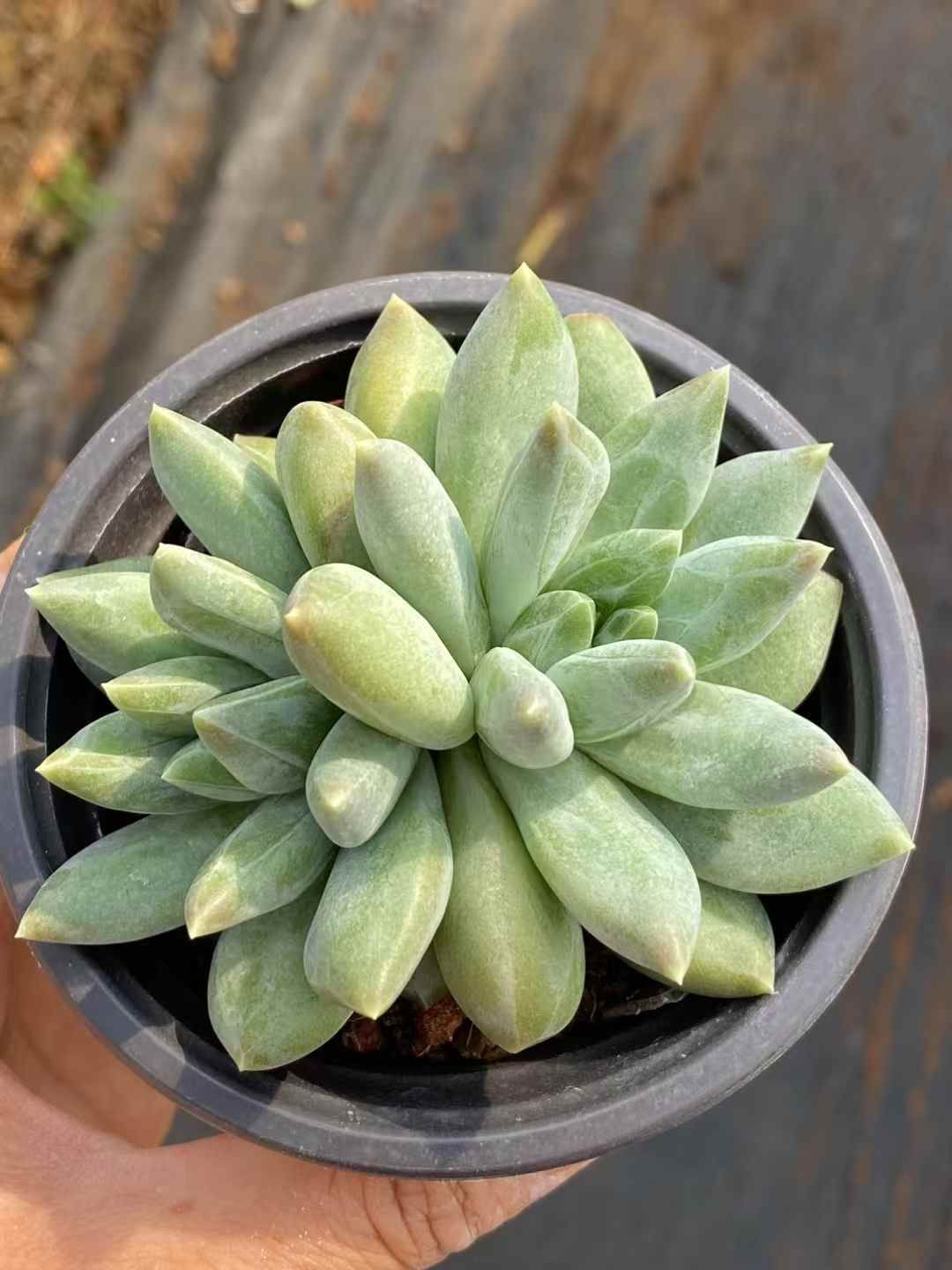 多肉植物 アエオニウム