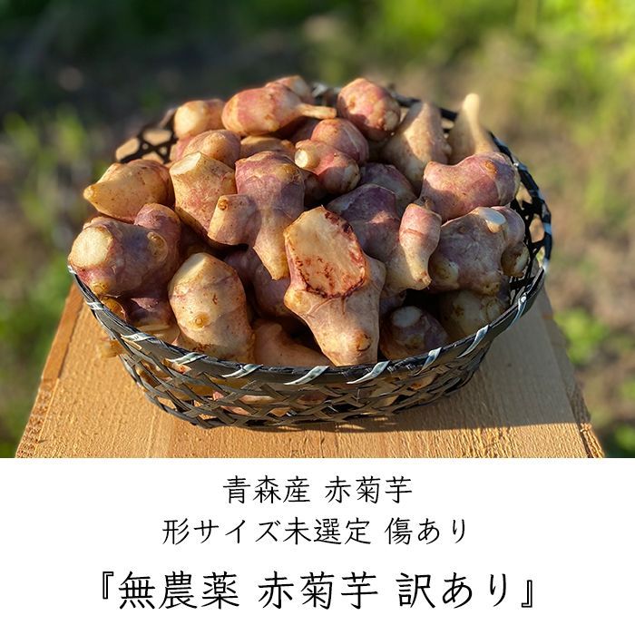 国産 訳あり 無農薬 赤菊芋 5kg《産地直送》【送料無料 沖縄離島発送NG