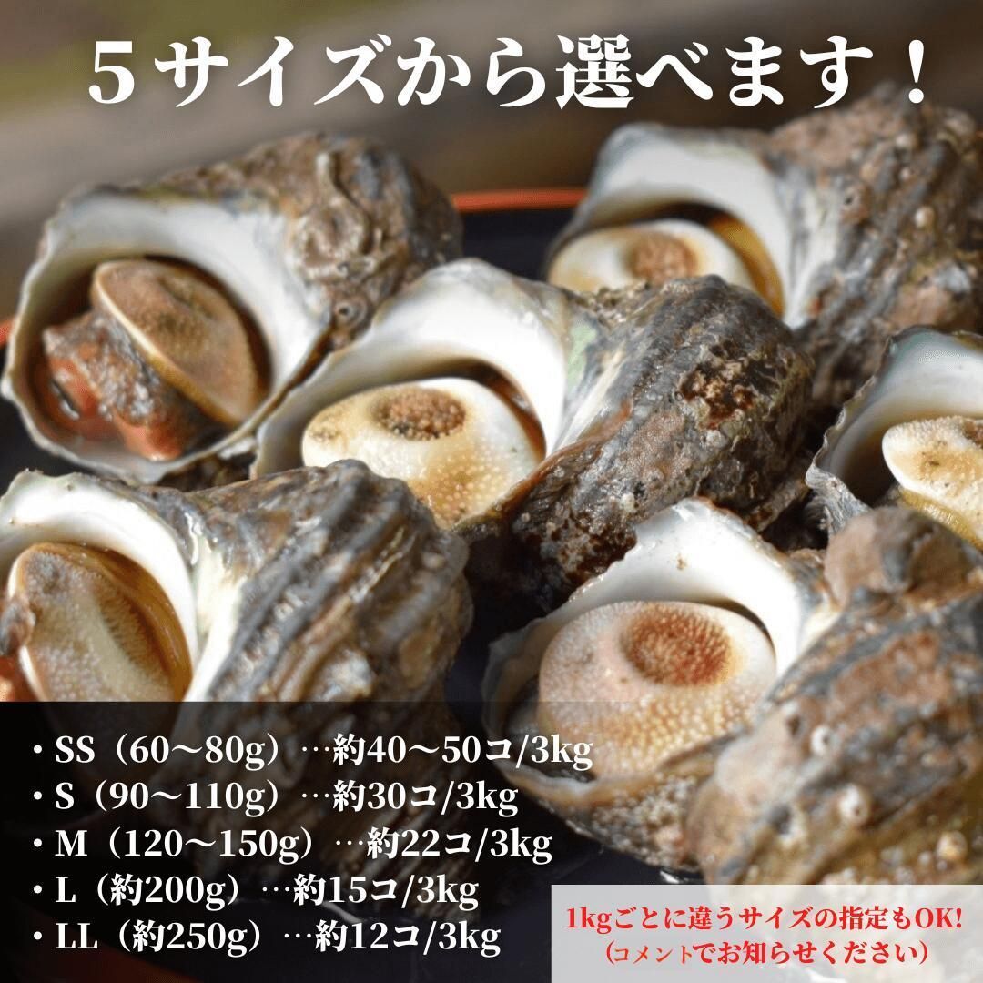 サイズおまかせ・国産生サザエ3kg（海鮮BBQバーベキューに）新鮮！冷凍 さざえの壺焼き