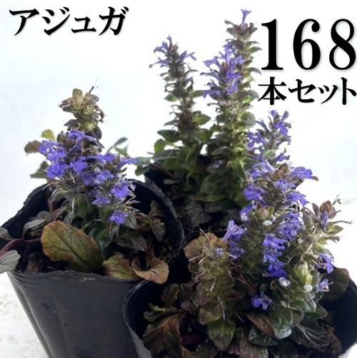 168本セット アジュガ|9.0cmポット