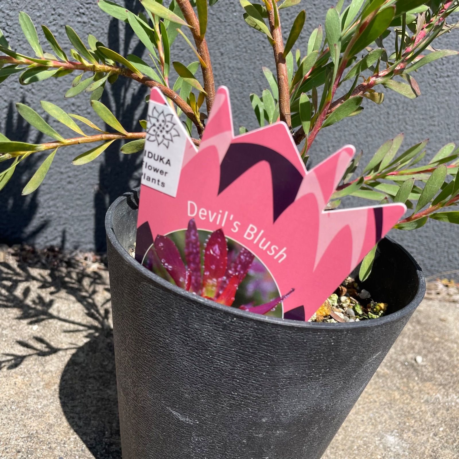 観葉植物 ガジュマル ねじり太幹♪ 7号 ガジュマル 太幹ねじり 92cm