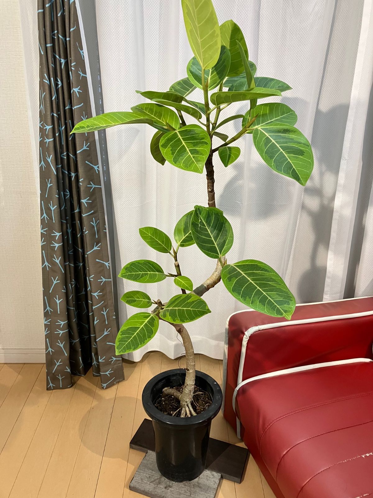 現品 フィカス ゴムの木 ウンベラータ 23番 フィカスウンベラータ