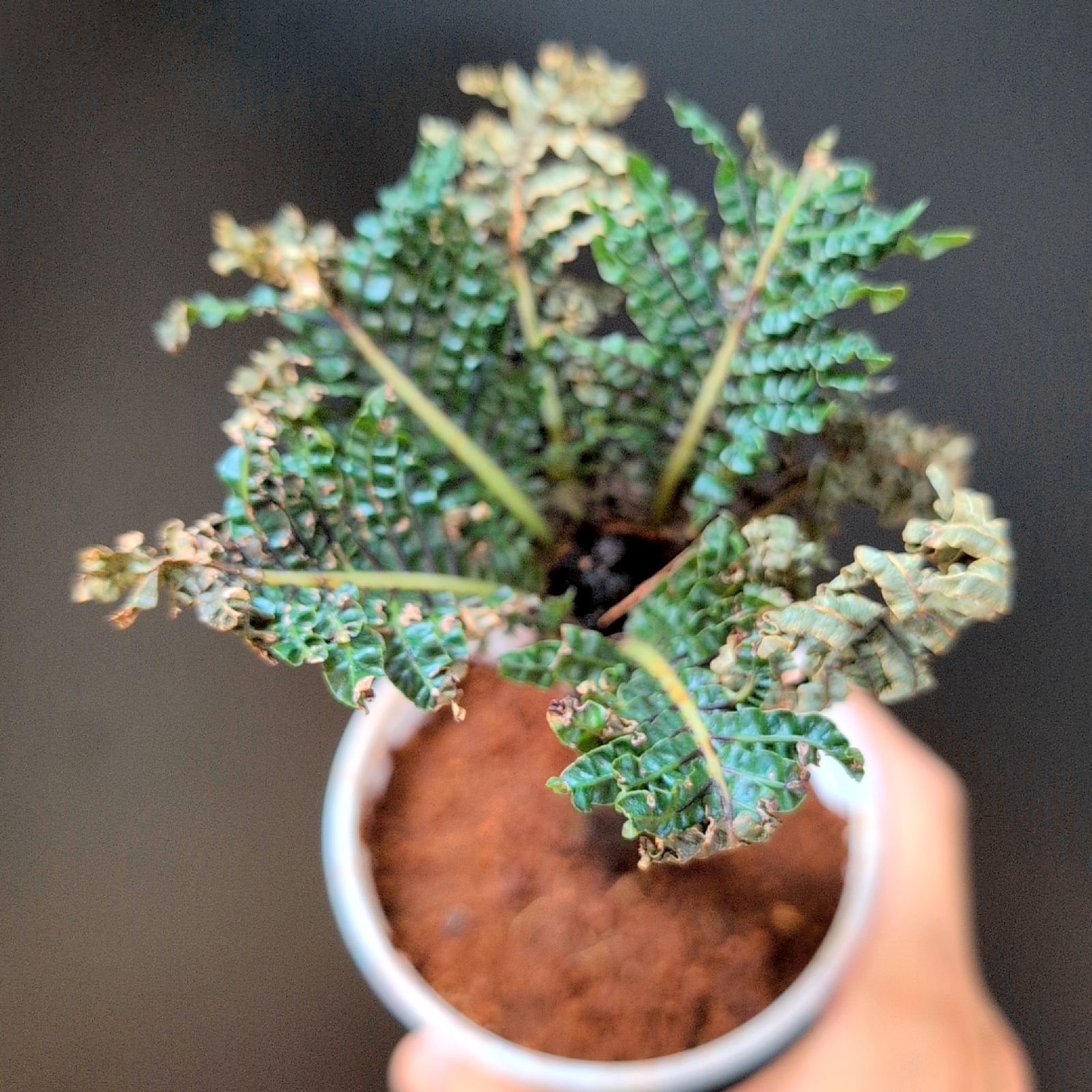 ブレクナム ギッバム ドワーフ B 現品 鉢のまま発送 YUZUMIYA_COM