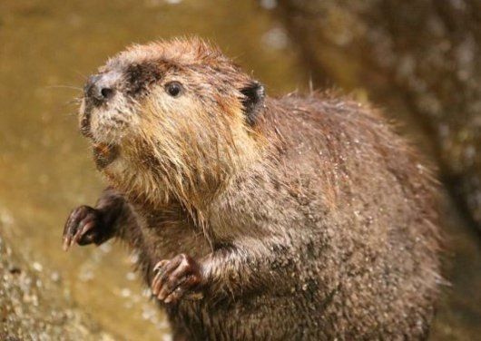 高品質！ビーバーの頭骨（Lサイズ） - メルカリ