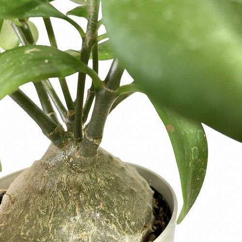塊根植物 ヒドノフィツム パプアナム 大きめ 3.5号 インテリア