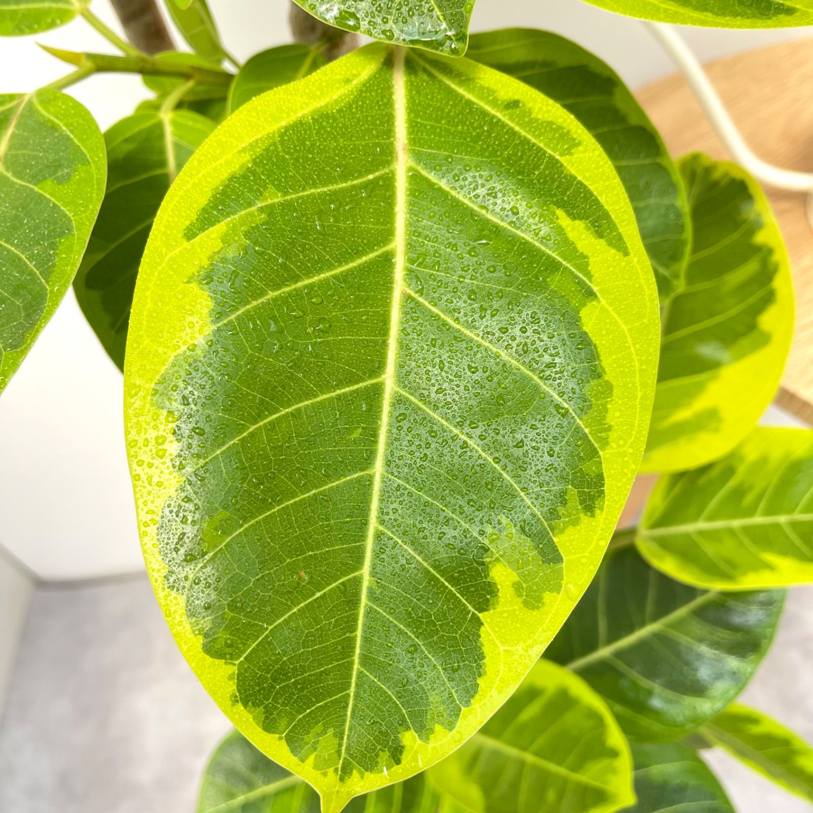 フィカス アルテシマ 曲がり 14【現品】観葉植物 室内 大型