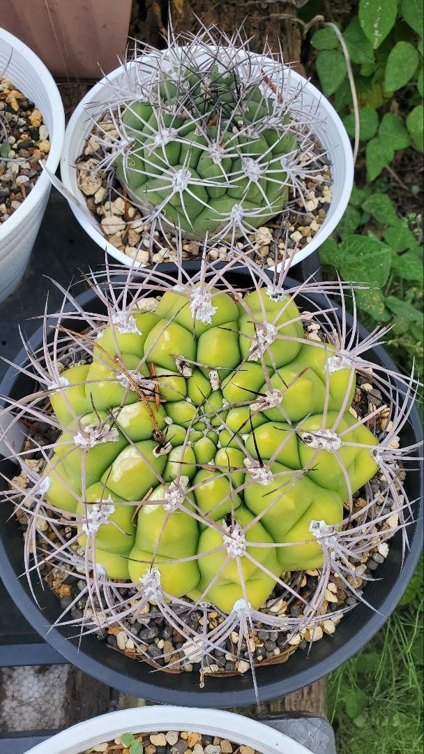 ギムノカリキウム サグリオニス