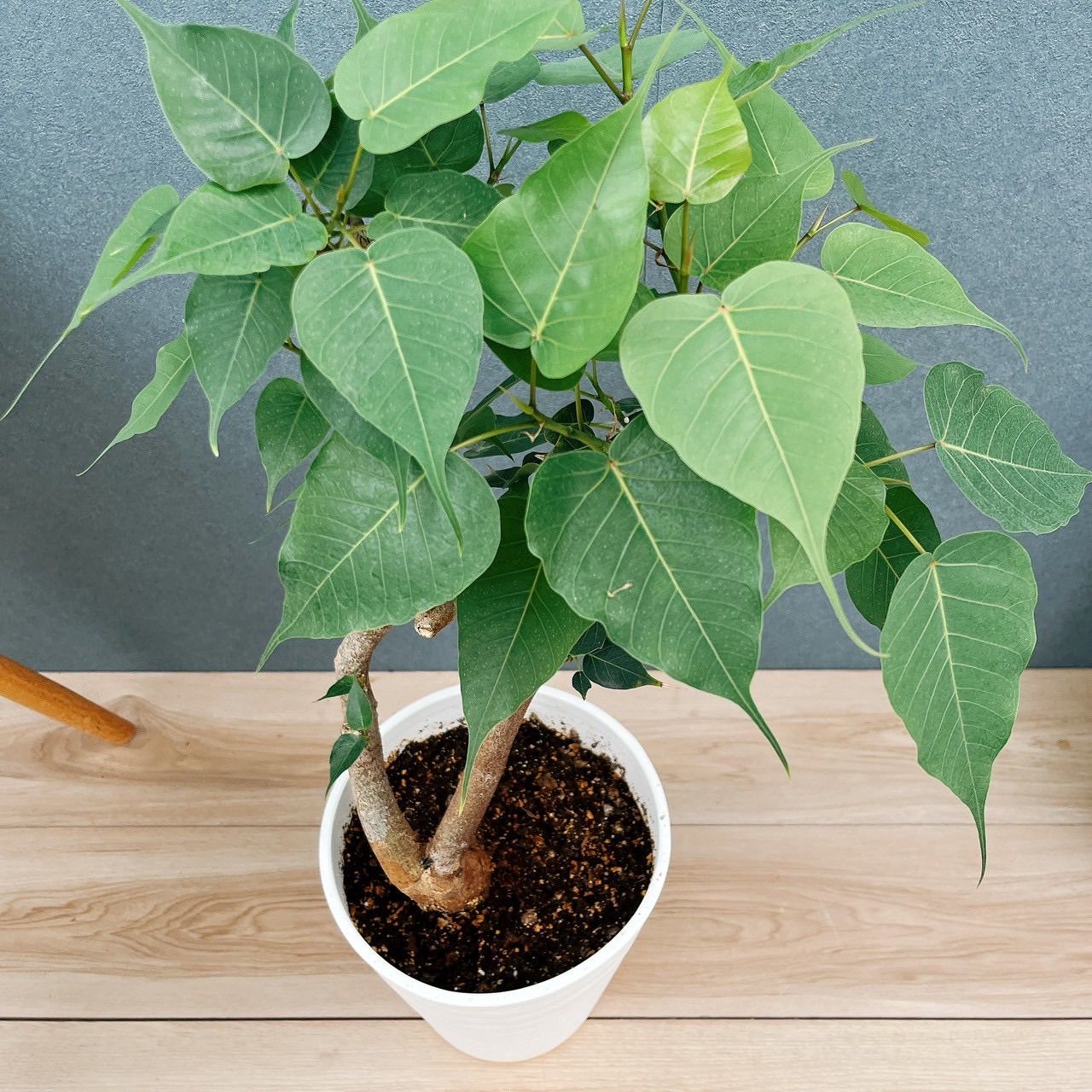 現品］A インドボダイジュ 7号 フィカスレリギオーサ 曲がり 観葉植物