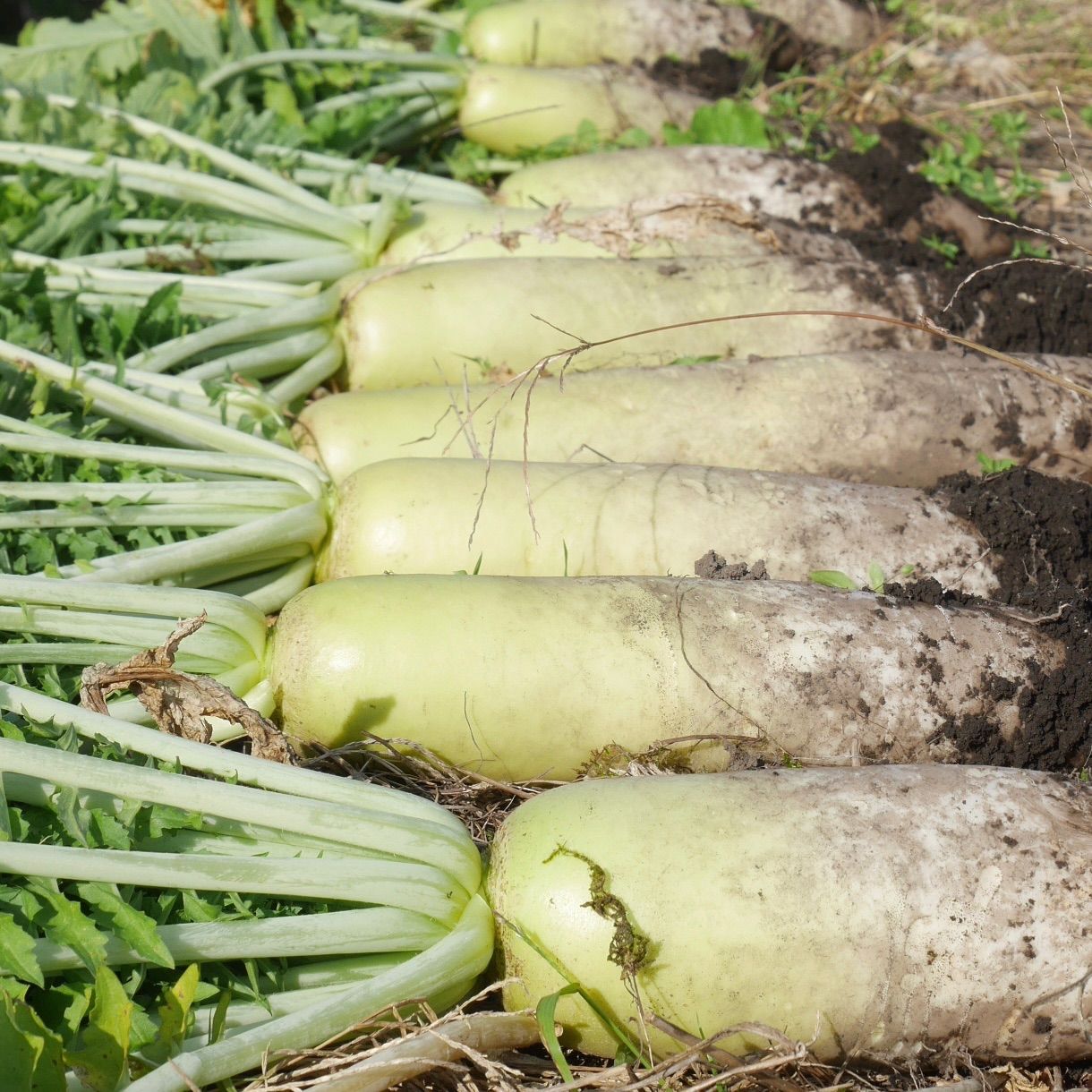 \\農家直送 野菜の味が濃い//手作り 切り干し大根《自然農法 農薬・肥料不使用》