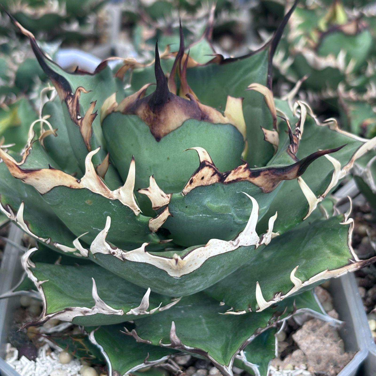 YK3 中株アガベ チタノタ ハデス 恐竜牙歯 黒帝斯 Hades 強棘