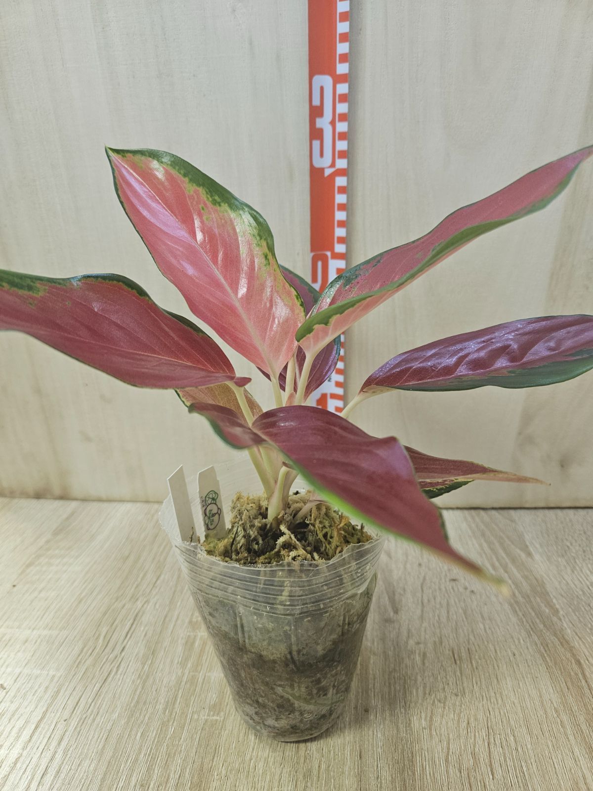 アグラオネマ② アグラオネマ ピクタム ニルヴァーシュ 【AZ0611−3