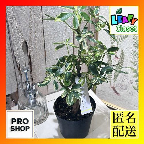 観葉植物 シェフレラ ソフィア(斑入り) 3.5号(個体おまかせ1鉢