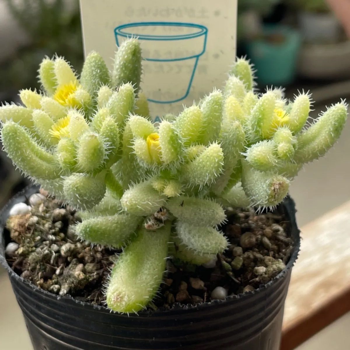 雷童錦❣️超レア‼️ライドウ錦❣️札付き❗️多肉植物 抜き苗 - メルカリ