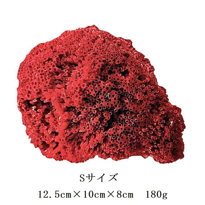 サンゴ礁 珊瑚礁 パイプオルガン珊瑚 珊瑚 サンゴ 赤珊瑚 管珊瑚