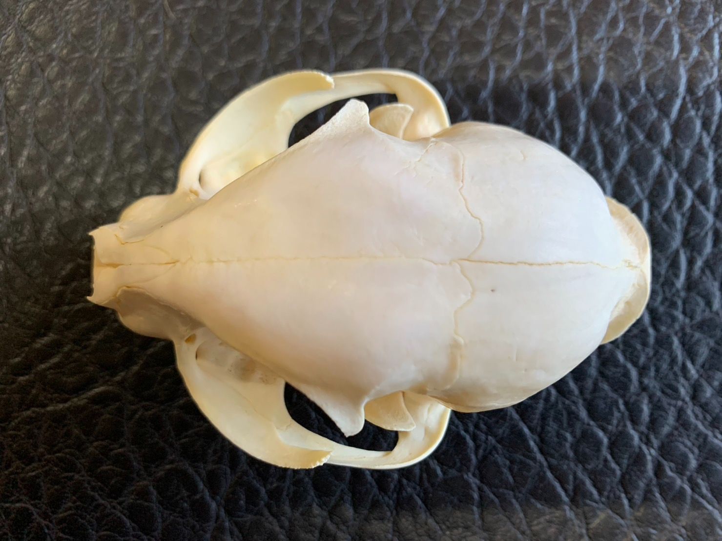 貴重！ リビアヤマネコ（African Wildcat）頭骨 ※捕獲データ付 貴重