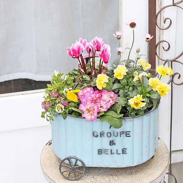 ローダンセマム　苗♡かわいいお庭♡ガーデン　ガーデニング 現品販売 花寄せ植え ローダンセマム＆ジュリアン＆フリルパンジー