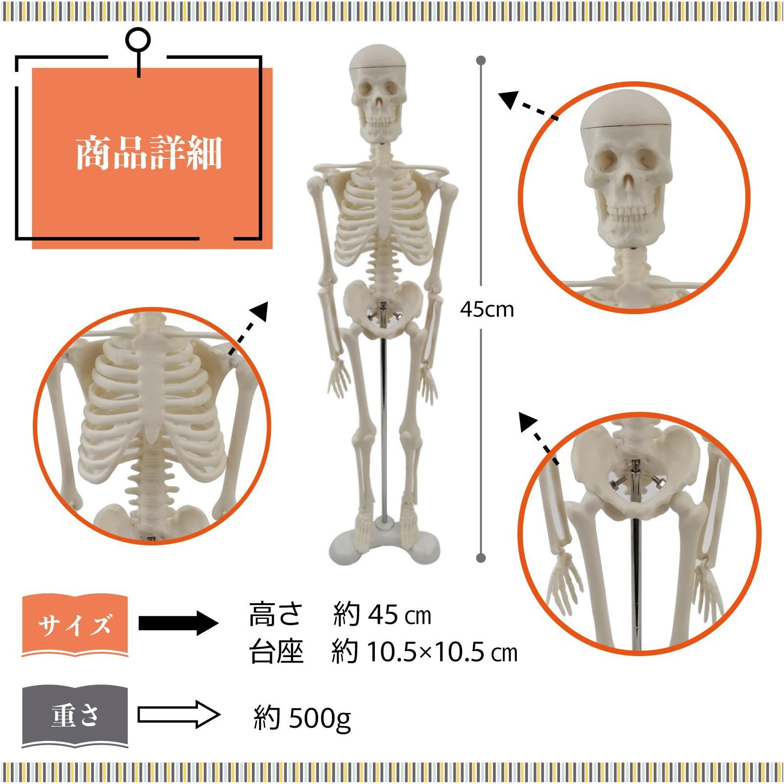 人体模型 おもちゃ 骨格模型 全身 骸骨 教材 学習【7箇所の関節が自由に可動】 - メルカリ