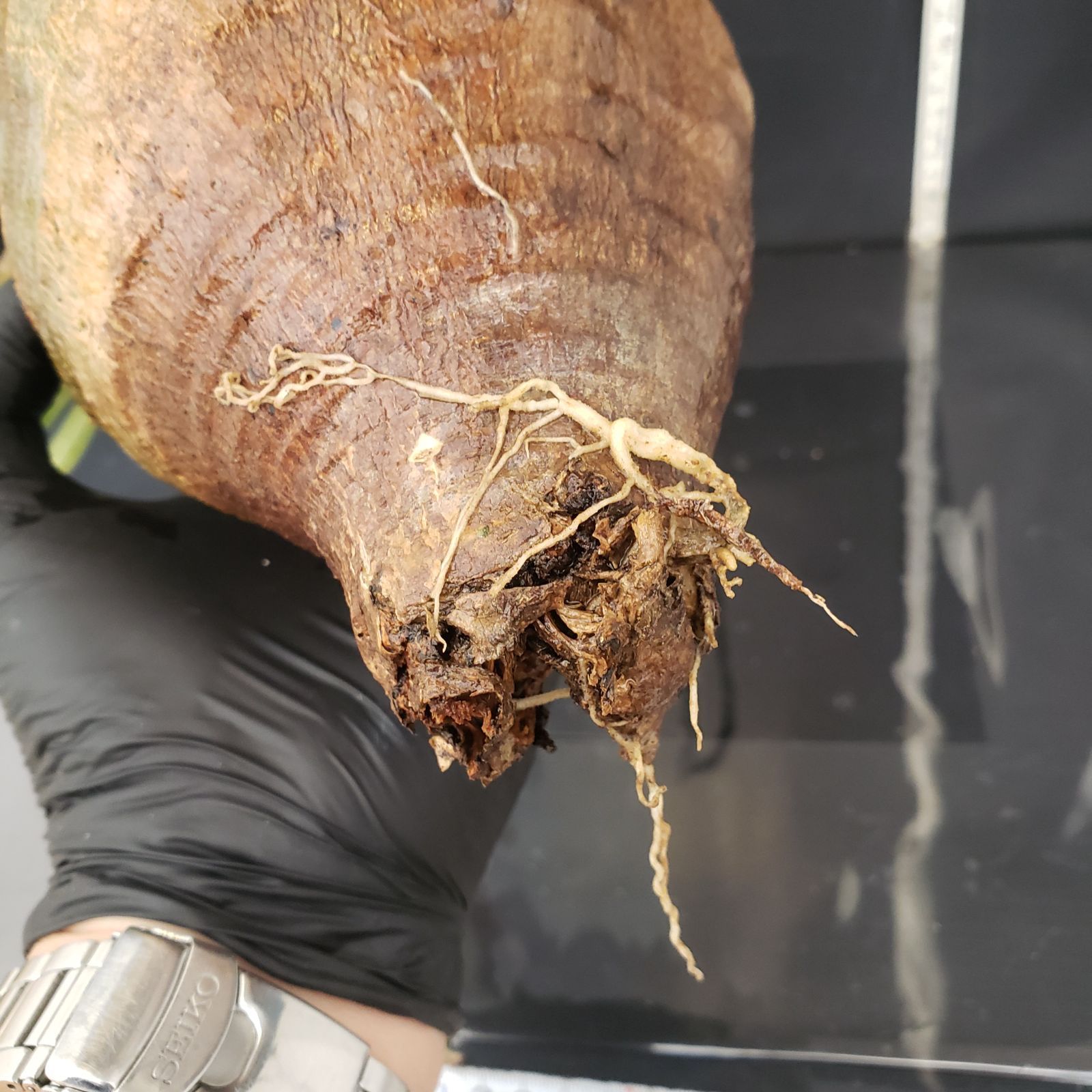 P291【自社養生・発根株】Pachypodium グラキリス(L)(現地球 P291【自社養生・発根株】Pachypodium グラキリス(L)(現地球