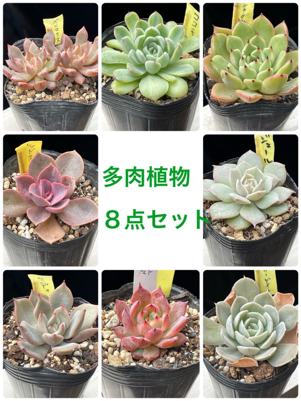 多肉植物◎８点セット◉抜き苗(根付き) - メルカリ