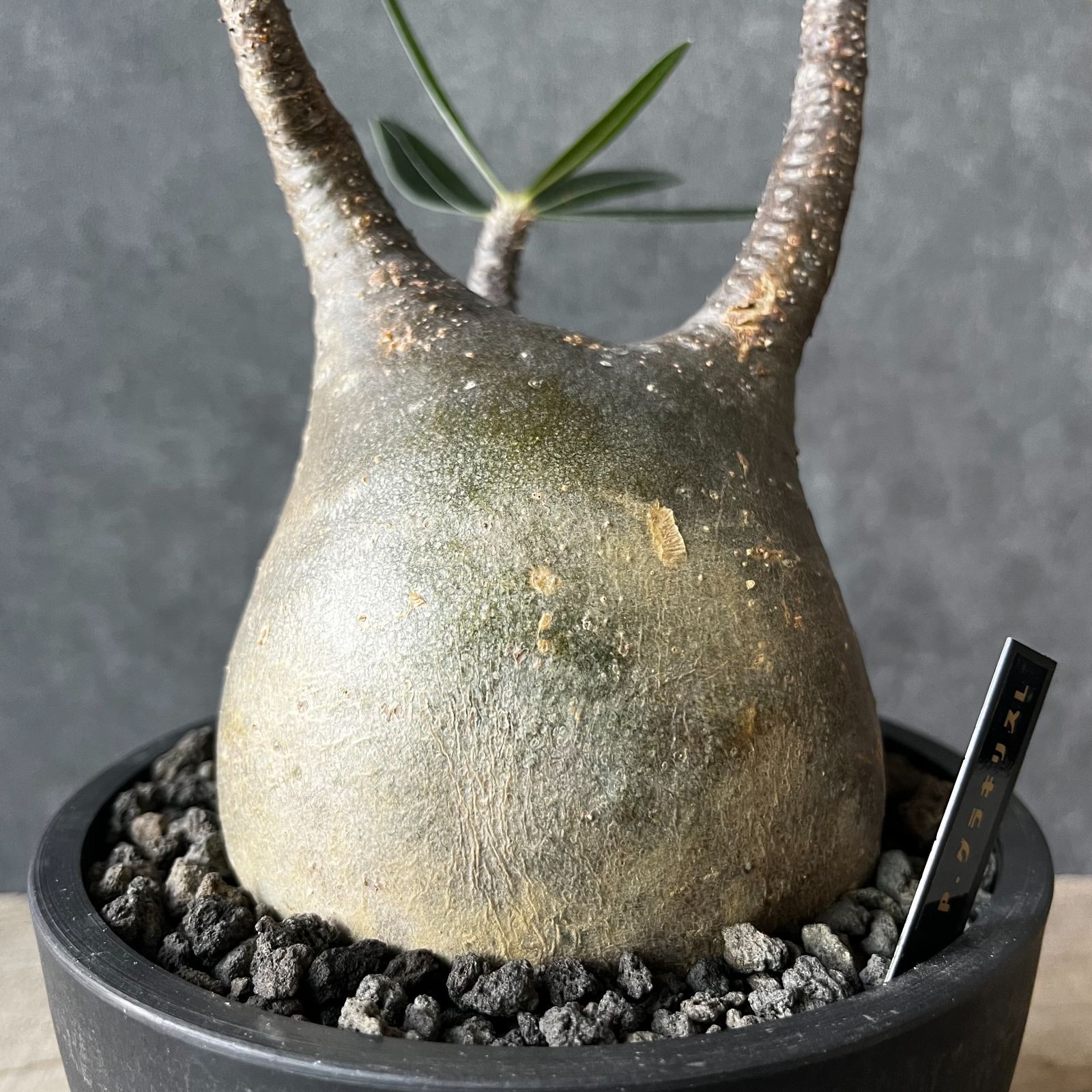 6874 「塊根植物」パキポディウム グラキリス S 抜き苗【2/14最新到着