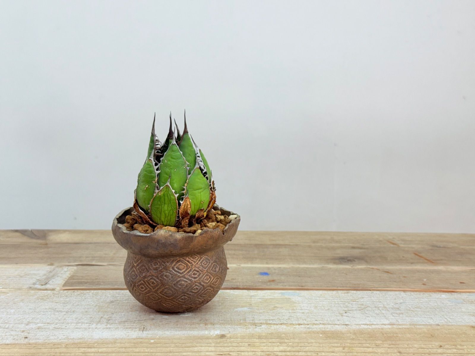 あさみ様専用 ホリダ 注文 抜き苗発送 あさみ様専用 ホリダ 抜き苗発送