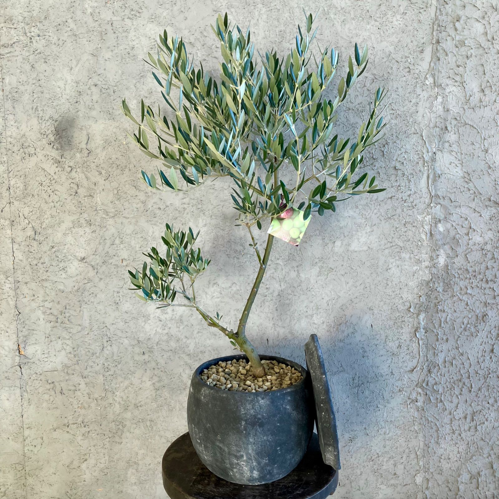 オリーブ　古木　ピクアル　７号鉢つき　曲がり❗ オリーブ 古木 ピクアル 7号鉢つき 曲がり❗ Old Olive 古木オリーブ