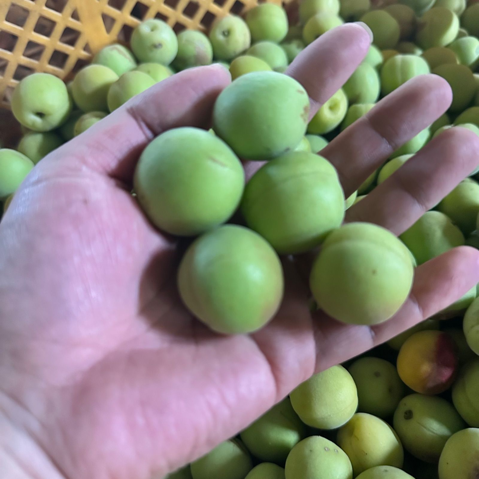 02.常温便【幻の梅】山形県寒河江市産 谷沢梅 箱抜き 10kg 中熟 青梅 常温発送10kg 規格外【幻の梅】山形県寒河江市産 谷沢梅 箱抜き