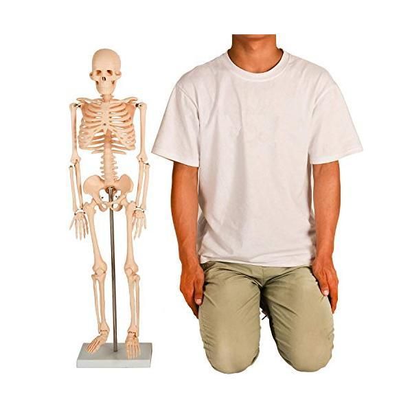 人体模型 骨格模型 85cm 1/2サイズ 骨格標本 骨模型 医学 教学 教材 骨格