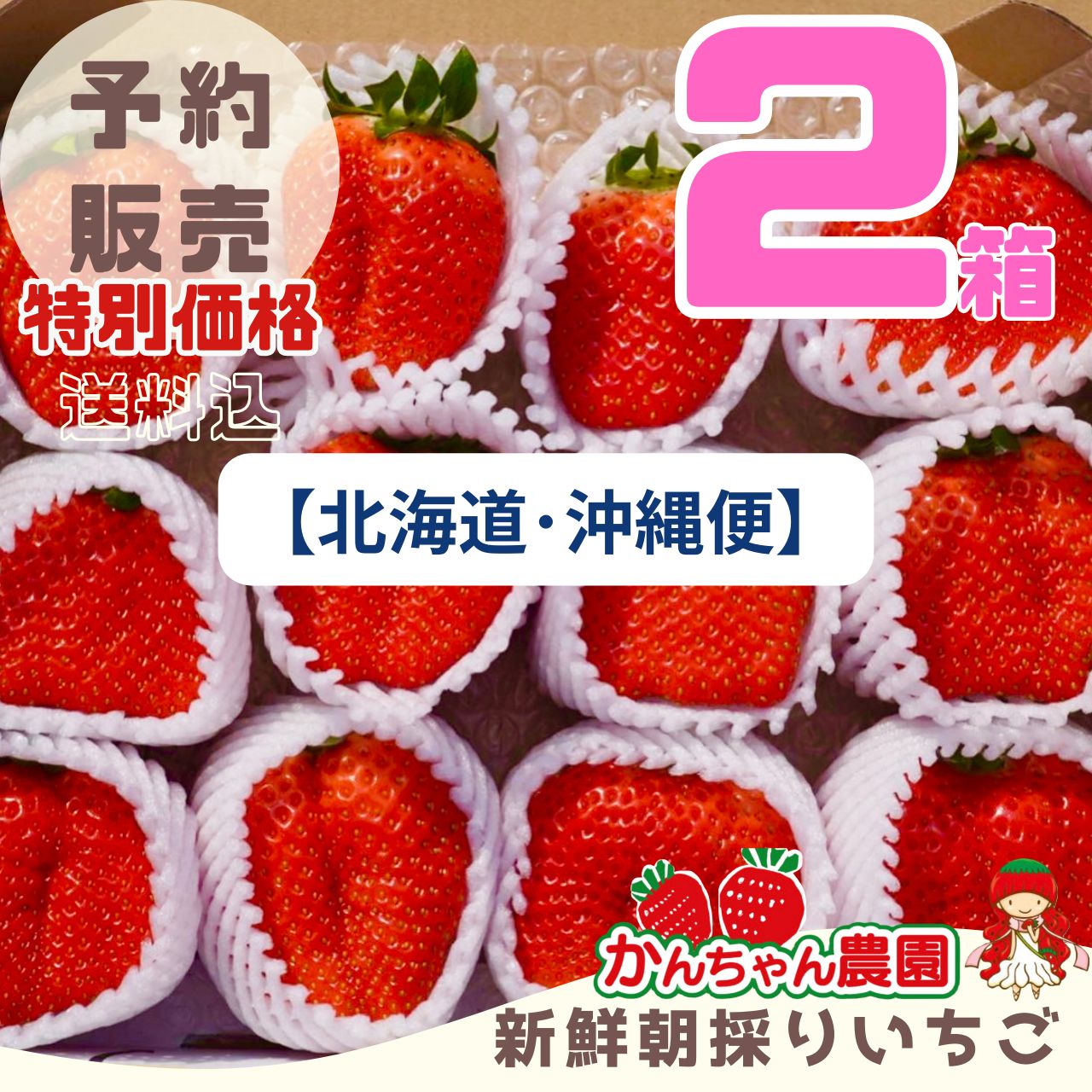 特大 新鮮朝採りいちご 本日も朝一から収穫し、新鮮な苺を販売 特大 新鮮朝採りいちご 本日も朝一から収穫し、新鮮な苺を販売
