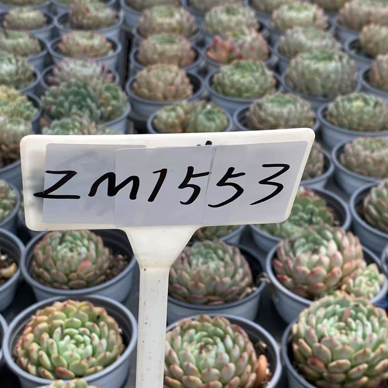抜き苗 白ぽっちゃり ZM1553×18株 ふっくら 多肉植物 エケベリア