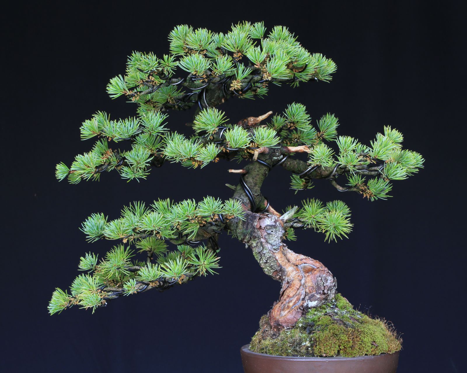 吾妻五葉松 大巓性