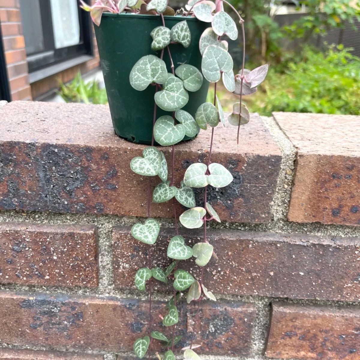 ☆レディハート☆斑入りハートカズラ☆多肉植物☆観葉植物☆ - メルカリ