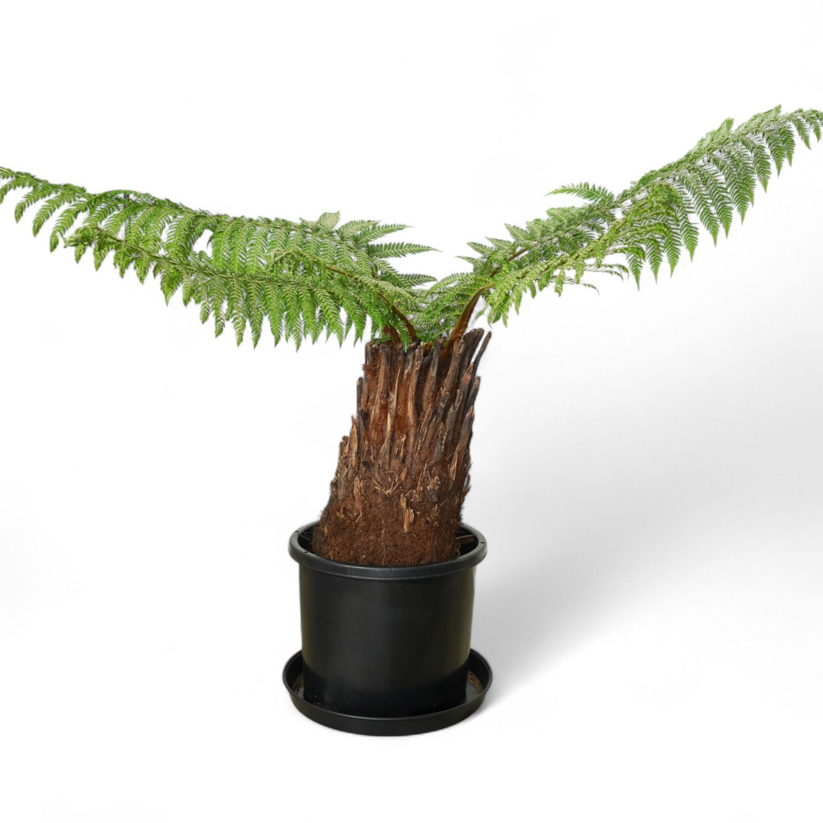 ディクソニア・アンタルクティカ　8号 ディクソニア・アンタルクティカ 8号 - 植物と暮らす m-plant