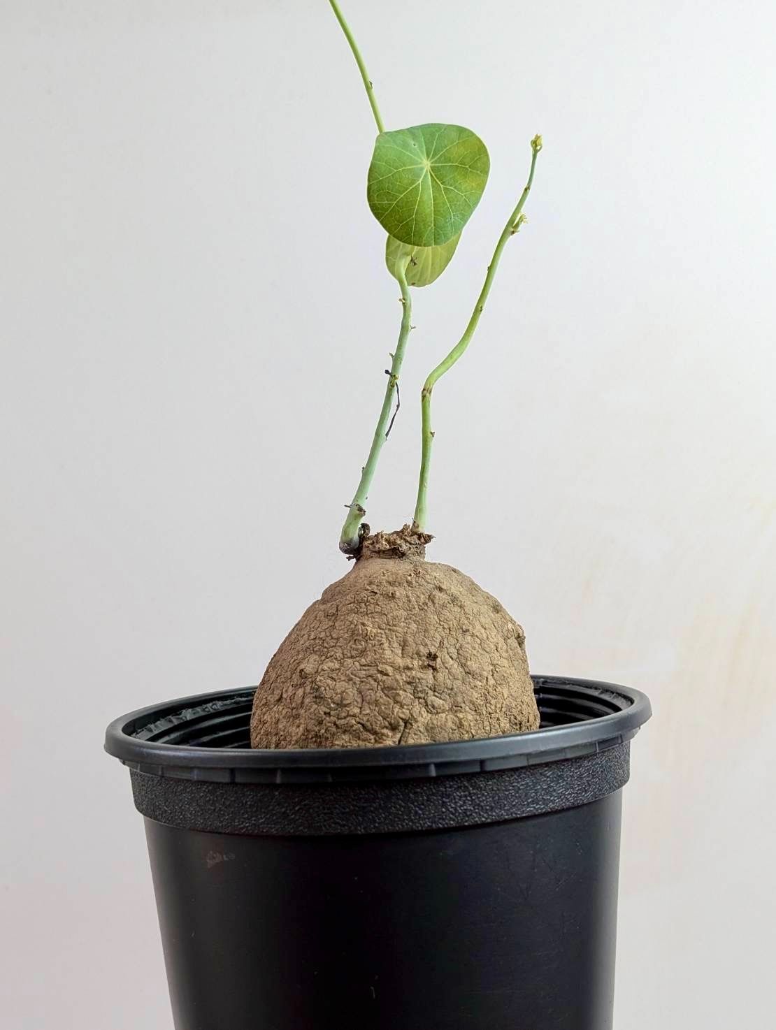 塊根植物 コーデックス stephania erecta ステファニア エレクタ