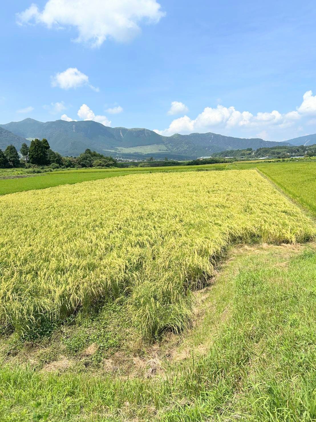 自然栽培米 掛け干し亀の尾20kg玄米