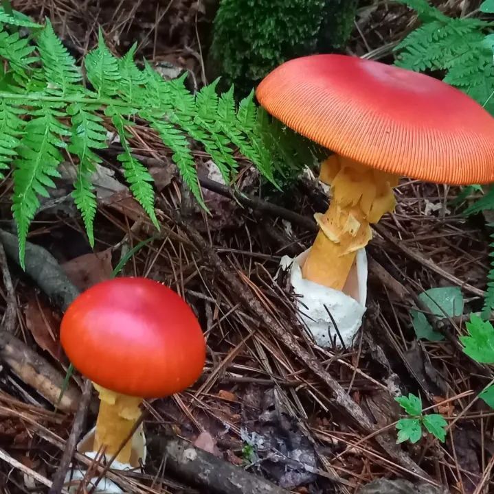 天然きのこ チチタケ、タマゴタケ、アカヤマドリ - 八ヶ岳の山菜きのこ