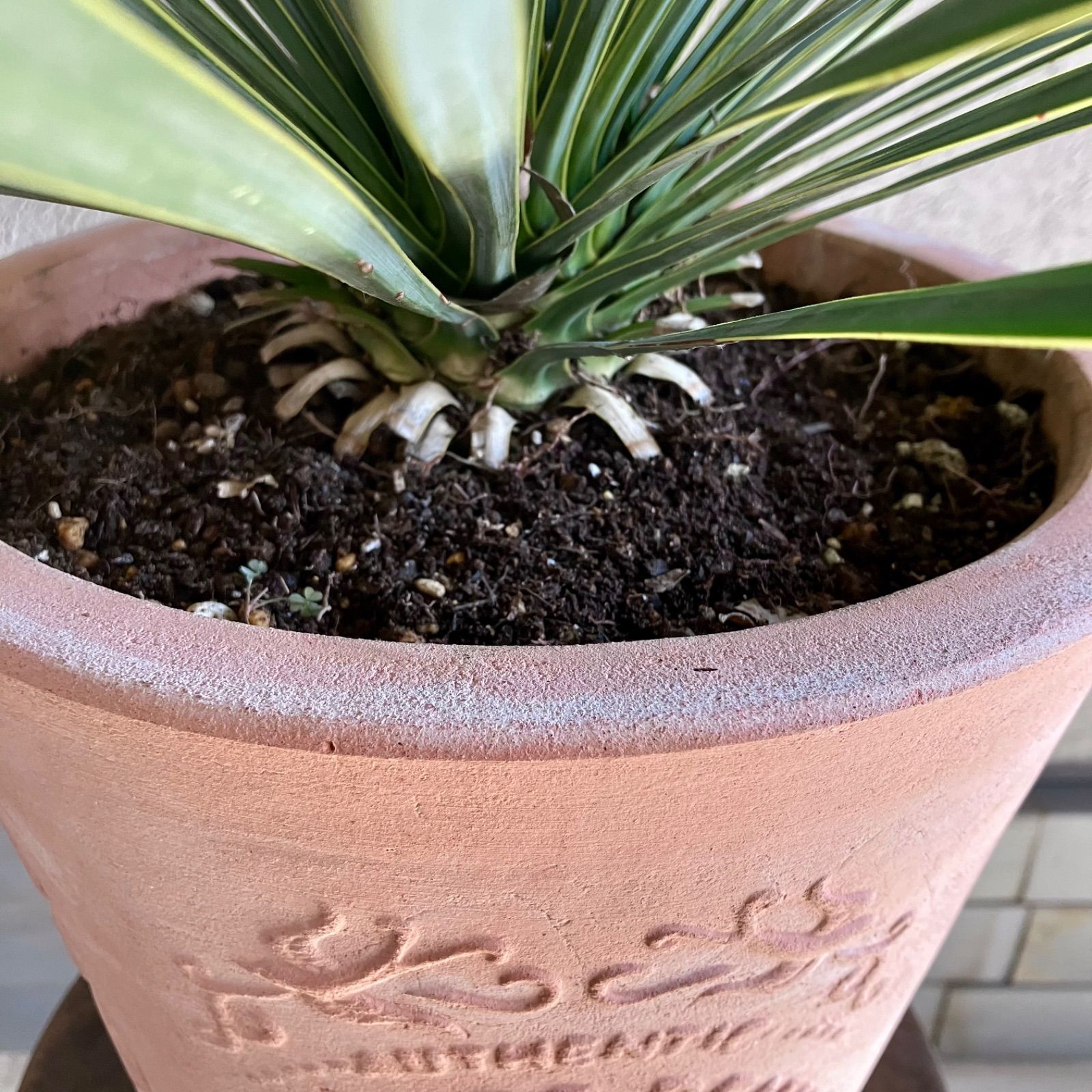 ユッカ ロストラータ80㎝　10号 現品】ユッカ・ロストラータ 10号 茶鉢（2） : 花のアリマツ