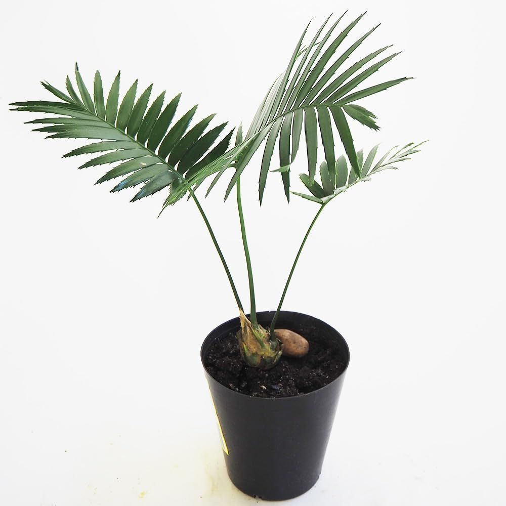 spinulosum|ソテツ科ディオーン属|別名 ジャイアントディオーン|常緑高木●中南米原産のヤシに似た大形のソテツの仲間