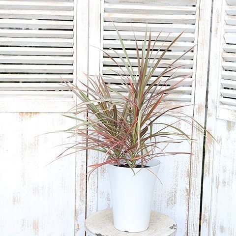 現品販売 観葉植物 ドラセナ コンシンネ レインボー 6号 高さ