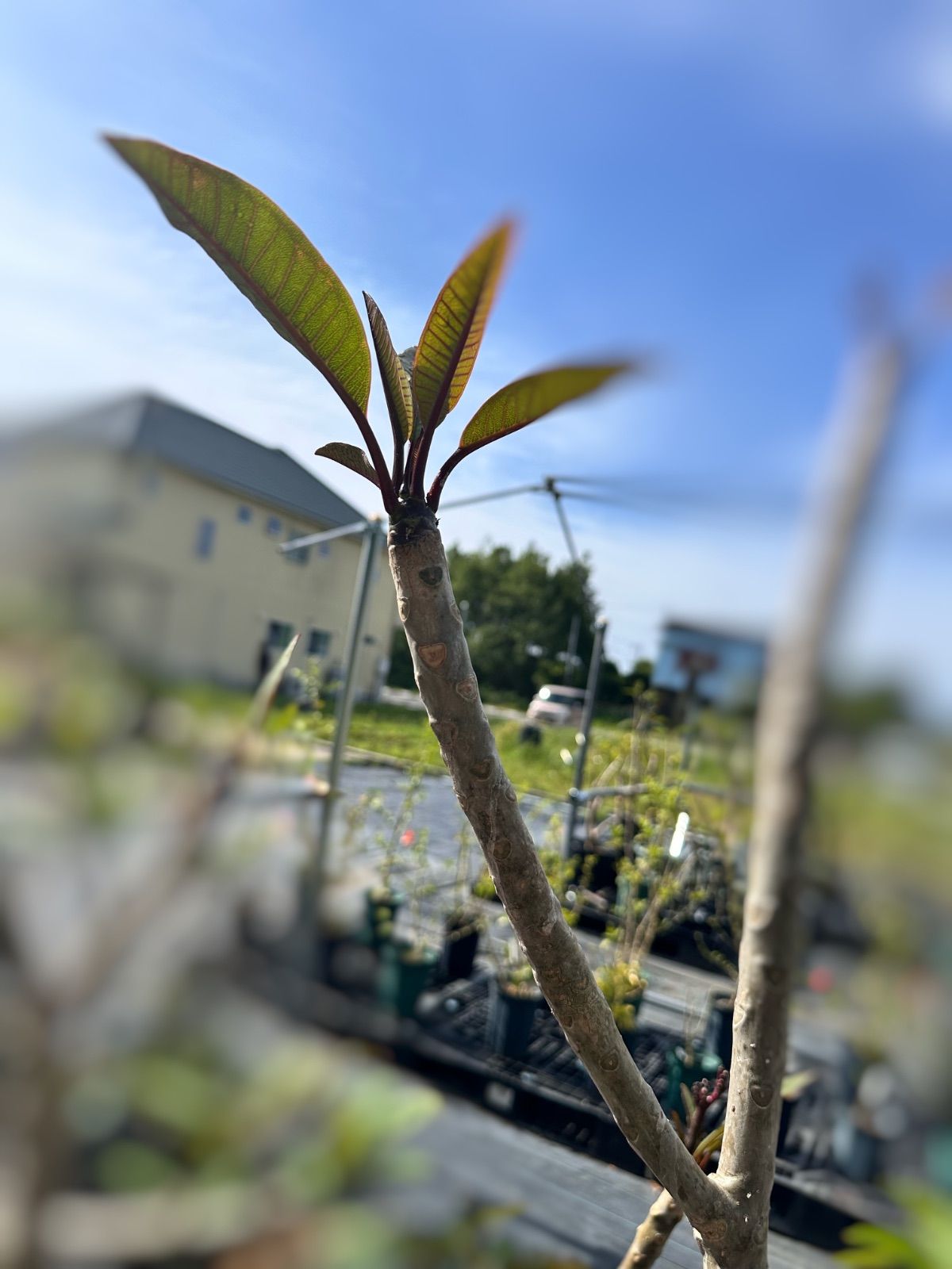 Brown Palace プルメリア カット苗