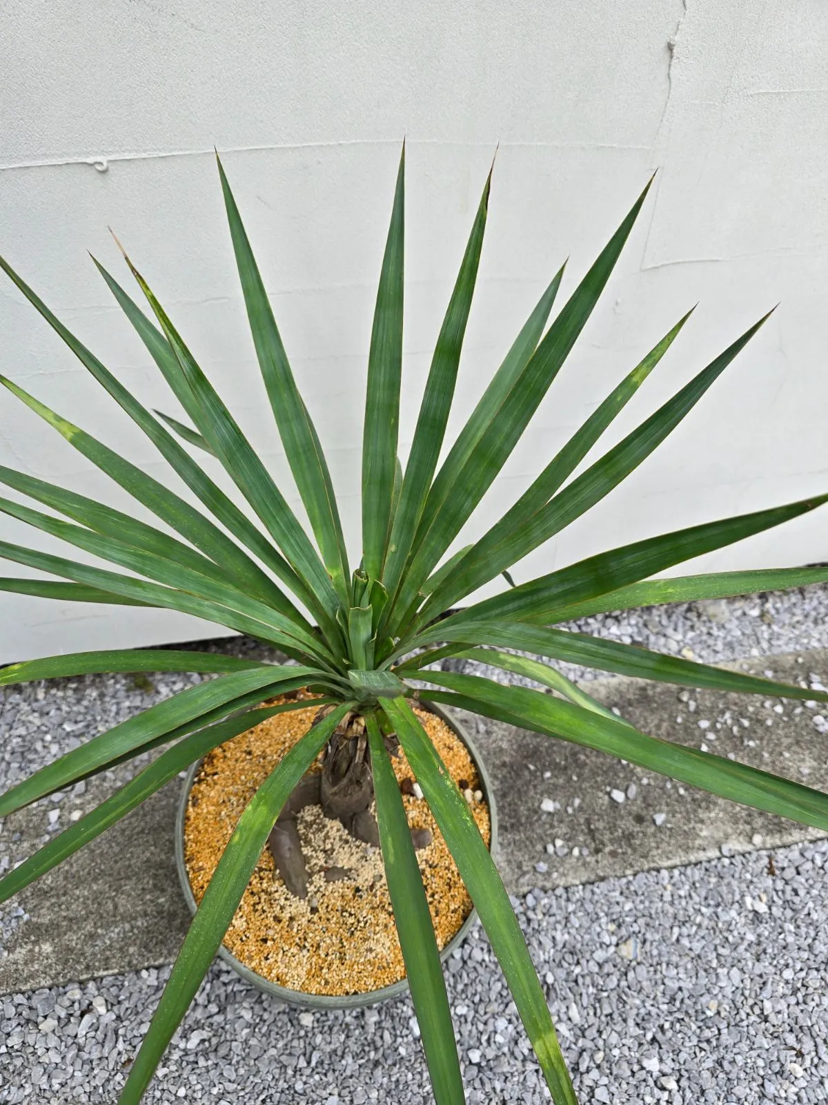 ユッカ　グロリオサ　い ユッカ・グロリオサ Yucca gloriosa 【公式通販】