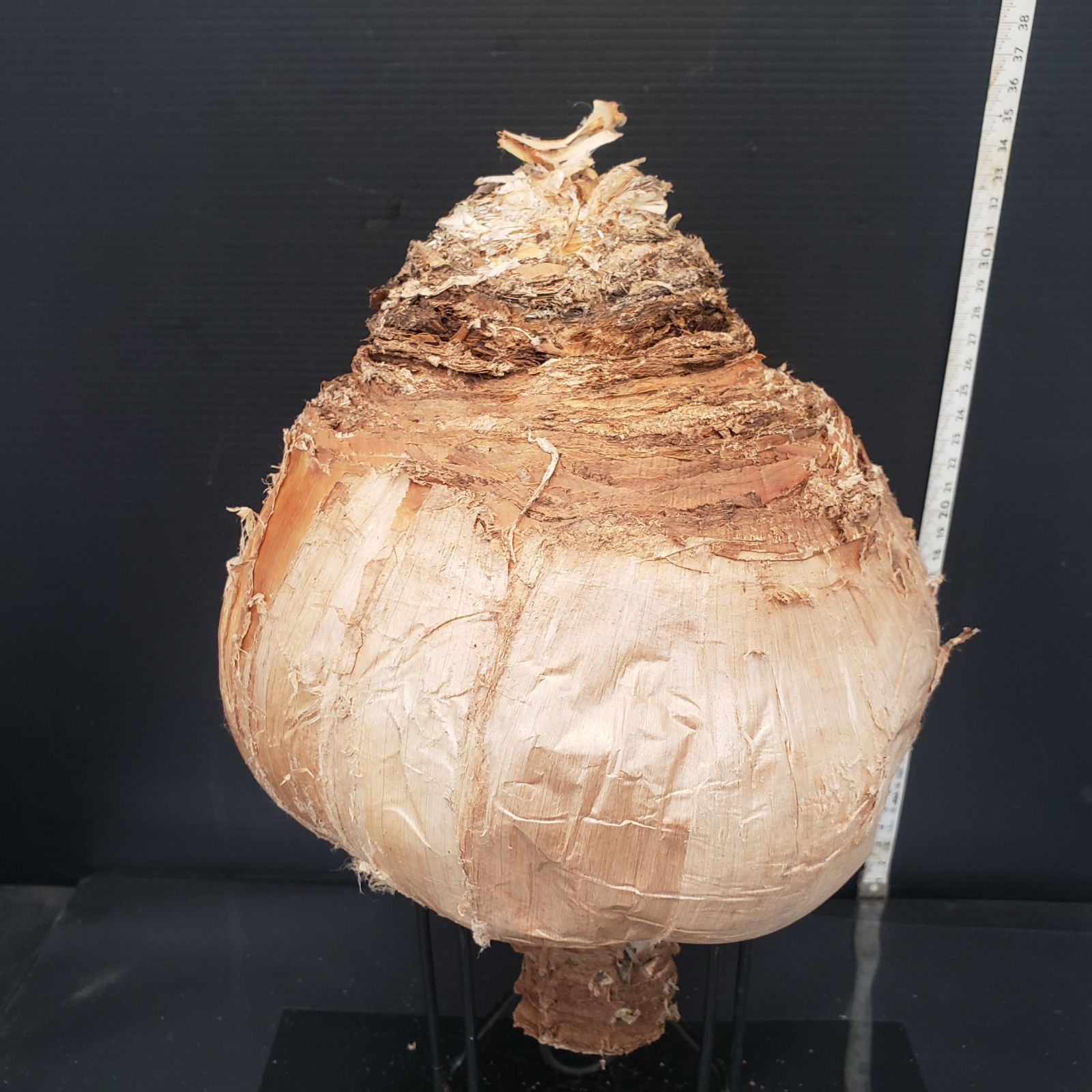 Z408 最新到着 Boophane ハエマンソイデス 現地球 抜き苗 球根植物 ブーファン ハエマンソイデス