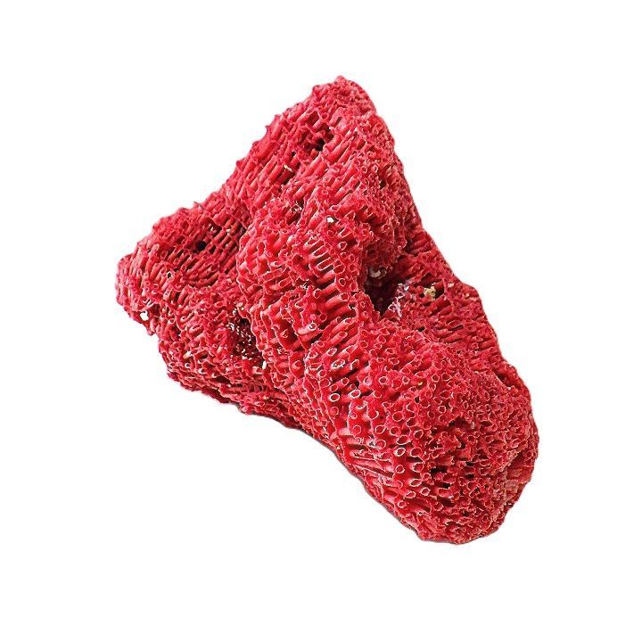 珊瑚 サンゴ サンゴ礁 珊瑚礁 置物 パイプオルガン珊瑚 魚用品 XL